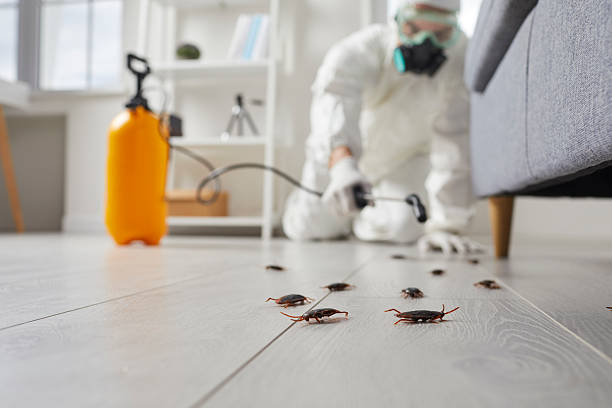 Commercial Rodent Management in Colonial Beach